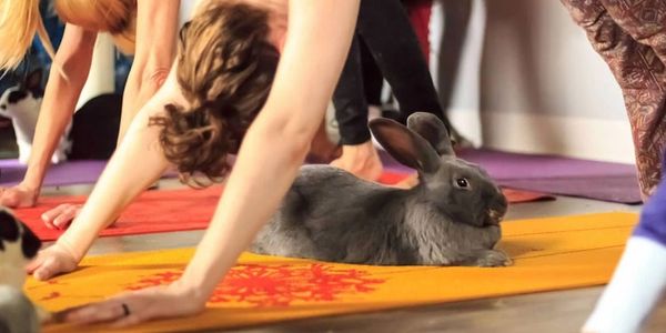 BUNNY YOGA